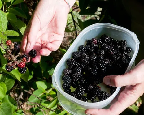In Search Of: Delicious Baked Goods to Put to Good Use a Surplus of House-Made Jam